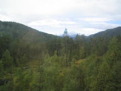 Norwegian forests.JPG