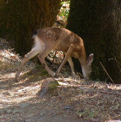 Fawn on the Old Wilderness Road by the S. Fork of the Eel River