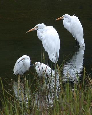 2 Common with 2 Snowy Egrets