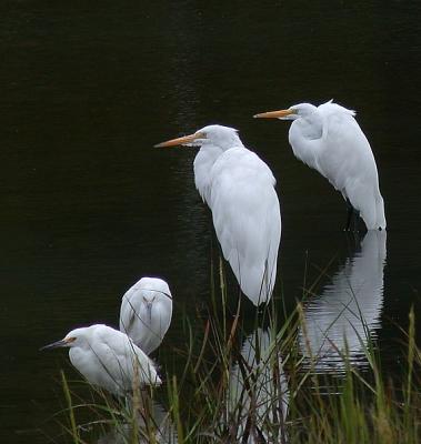 2 common with 2 snowy egrets #2