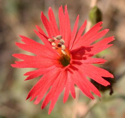 wild flower on Old Wilderness Road