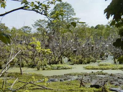 Louisiana swamp
with nesting birds and an alligator