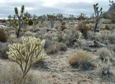 Mojave Desert plants
Cholla cactus, Joshua trees
and more