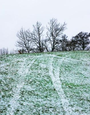 Jan 20: A thin layer of snow