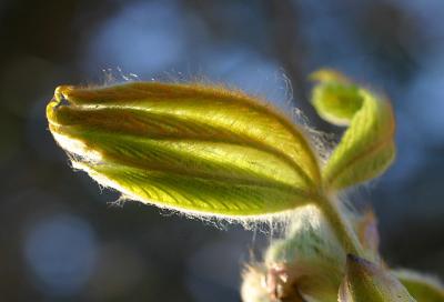 April 27: Newborn leaf