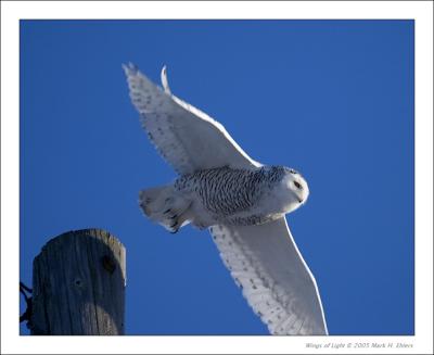 Snowy Owl 3