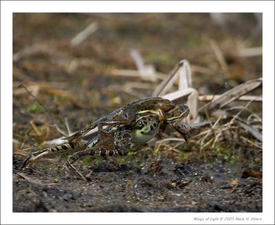Northern Leopard Frogs - 1