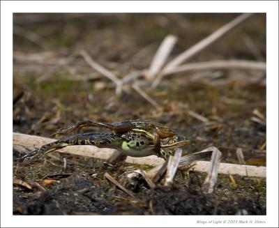 Northern Leopard Frogs - 2