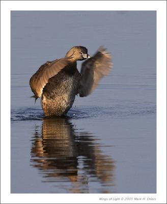 Pied-billed Grebe