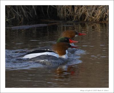 Common Mergansers (one male/two females)
