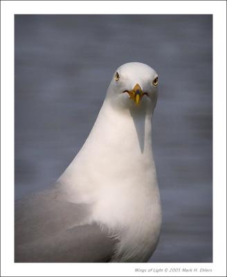 Ring-billed Gull - 4