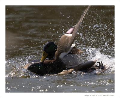 Male Mallards duke it out!