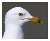 Ring-billed Gull - 2