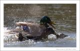 Mallards Mating