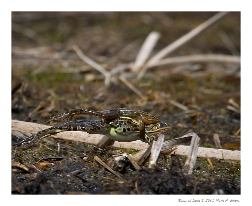 Northern Leopard Frogs - 2