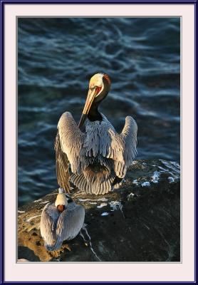 IMG_3516ps{Q}.jpg
