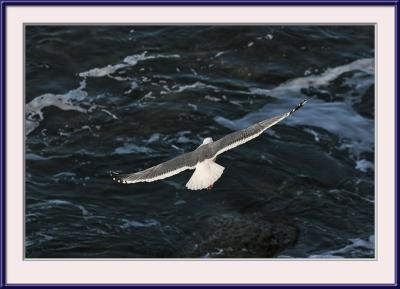 IMG_3712ps{Q}.jpg