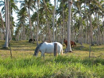 plantation