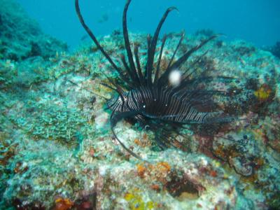 lion fish