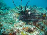 lion fish