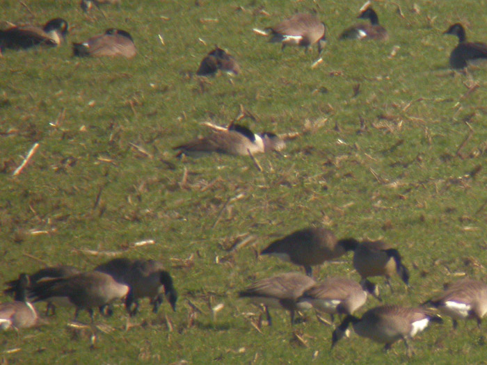 Cackling Goose