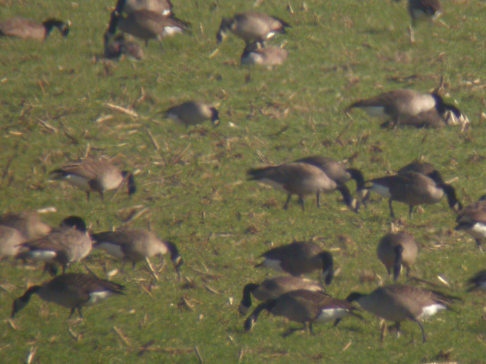 Cackling Goose