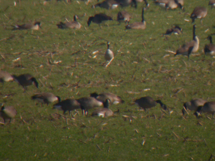 Cackling Goose