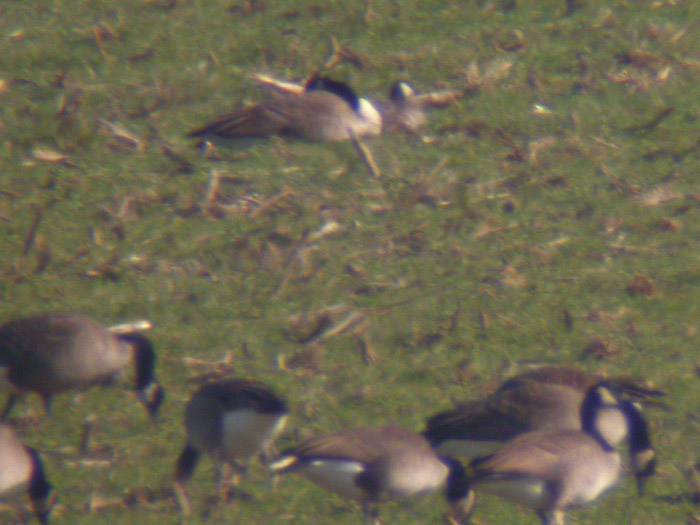 Cackling Goose