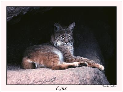 Lynx