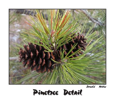 Pinetree Detail