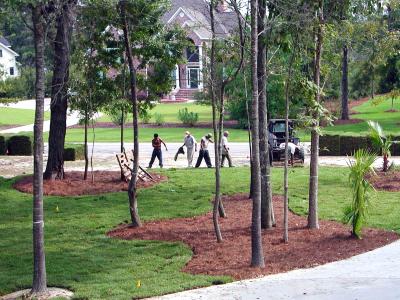 Instant lawn - work continues to finish the front yard