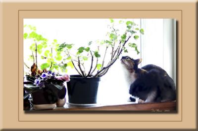 Polly in the Kitchen Garden Window