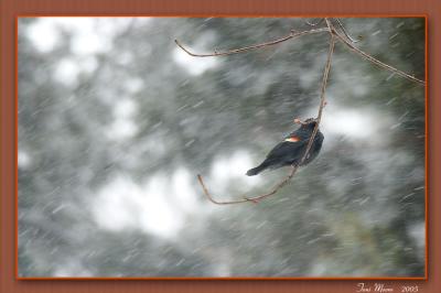 Redwinged Blackbird in the last snow storm.