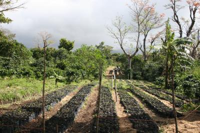 Casa Ruiz coffee plantation
