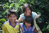 children of indigenous Panama indians working in the coffee plantation