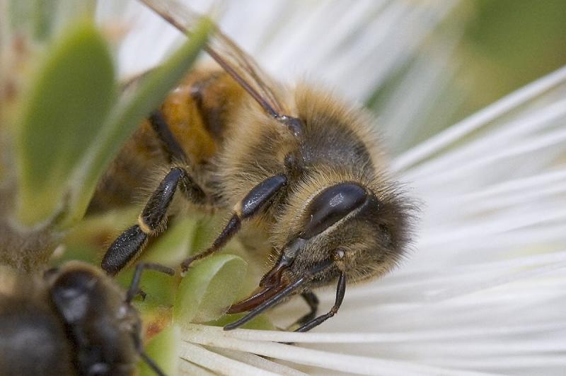 f8-ISO-1600Bee-mates.jpg