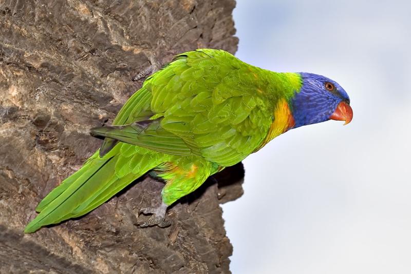 Rainbow Lorikeet