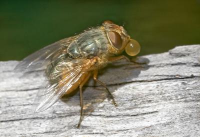 Blow Fly-f8-1_30s-400ISO.jpg