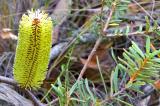  Banksia