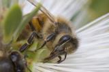 f8-ISO-1600Bee-mates.jpg