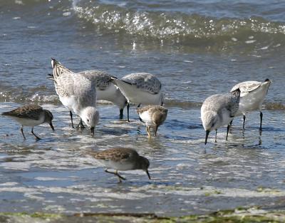 Sanderlings and Least Sandpipers