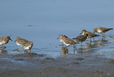 Least Sandpipers