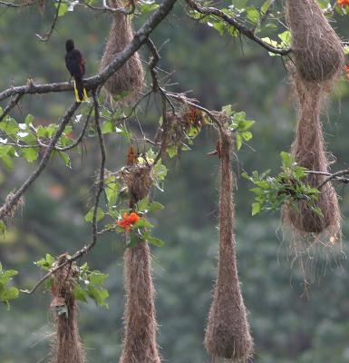 Crested Oropendula with nests