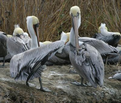 Brown Pelicans