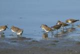 Least Sandpipers