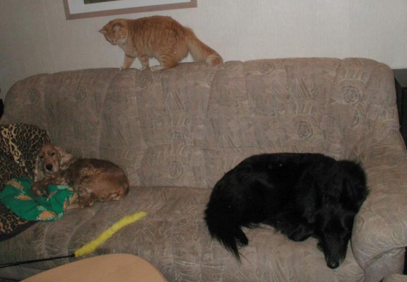 Tytt ovat valloittaneet sohvan.