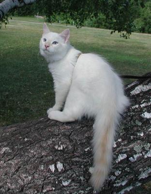 Putte posing on the birch tree.