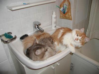 Punkku and Gordi trying out the new bath room sink.
