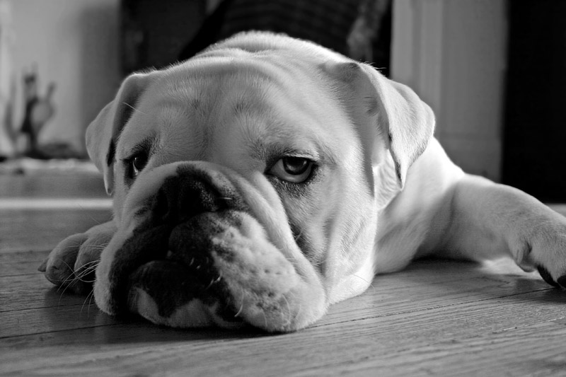 Lardon the English bulldog