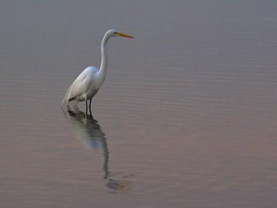 Egret in Predawn 4467